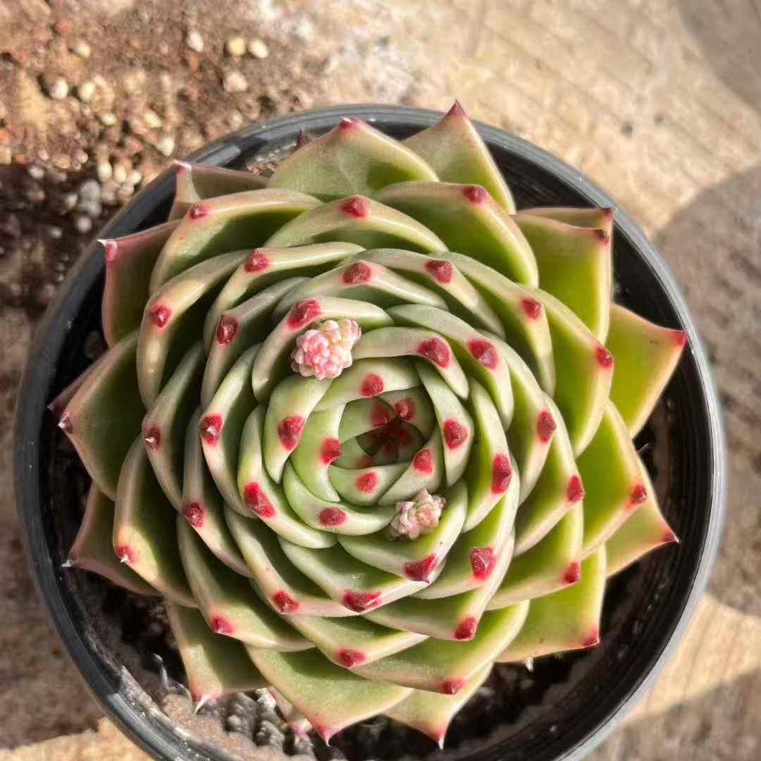 25176 Echeveria Blue Dragon (18cm pot size)