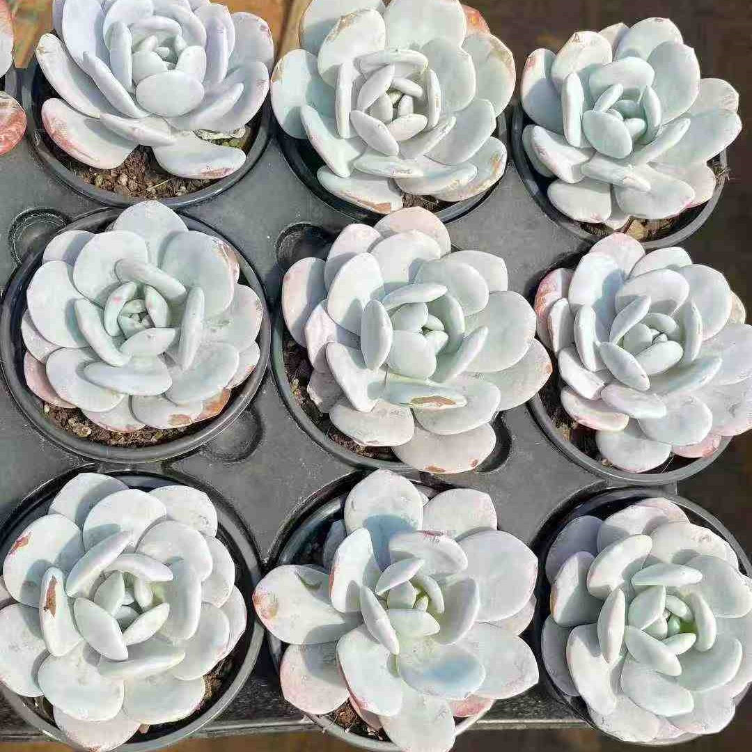 T2786 Echeveria Laui (9cm pot size)