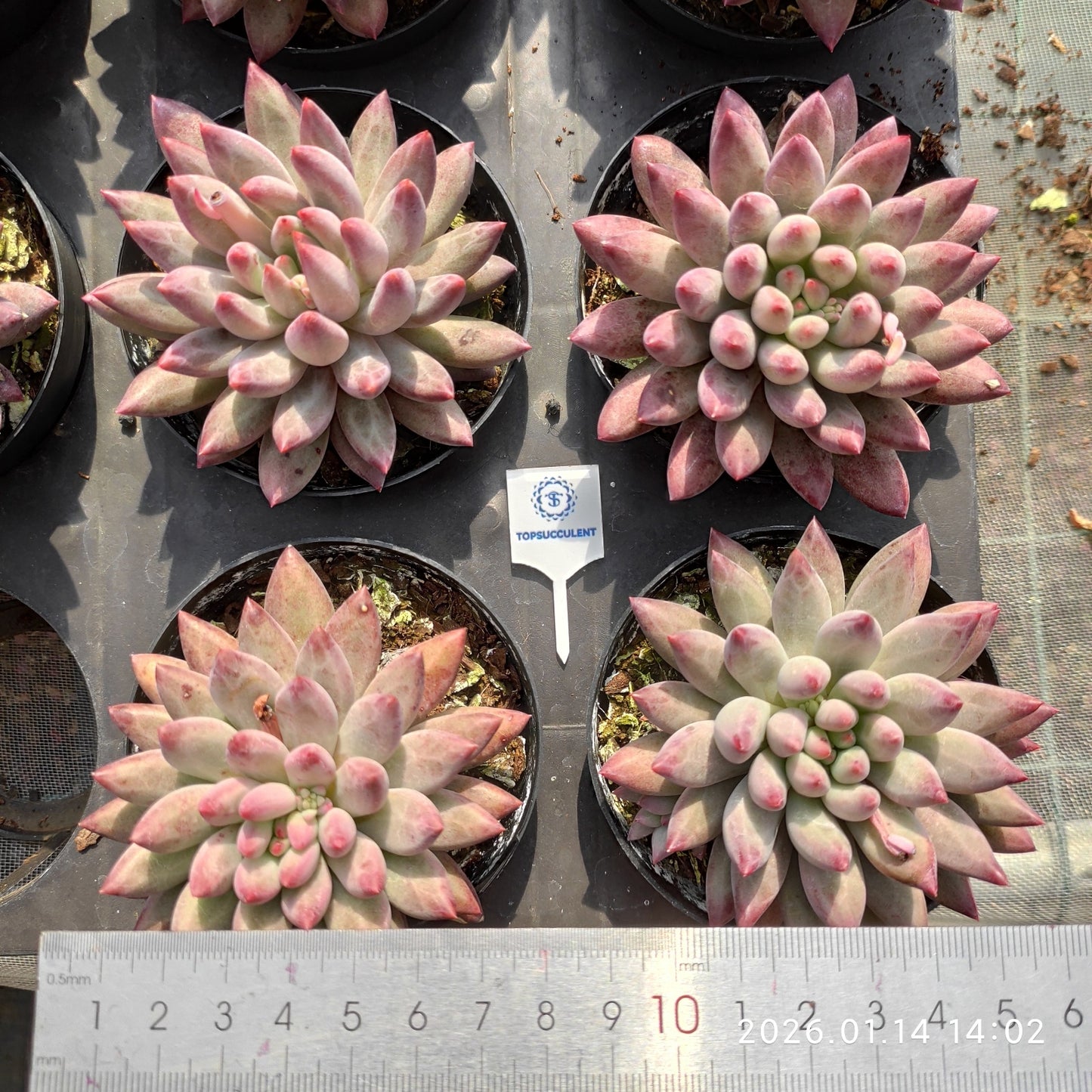 19241 Echeveria Cherries (9cm pot size)