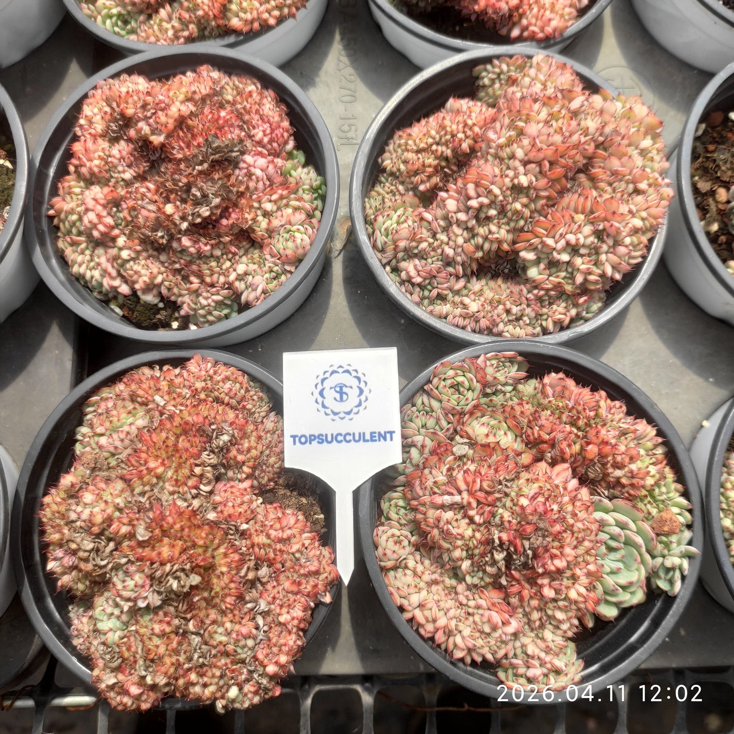25630 Echeveria White Minima Cristata (9cm pot size)