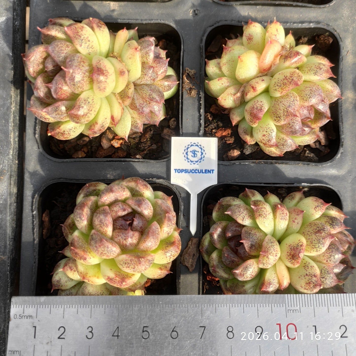 25661 Echeveria Black Chocolate (6.5cm pot size)