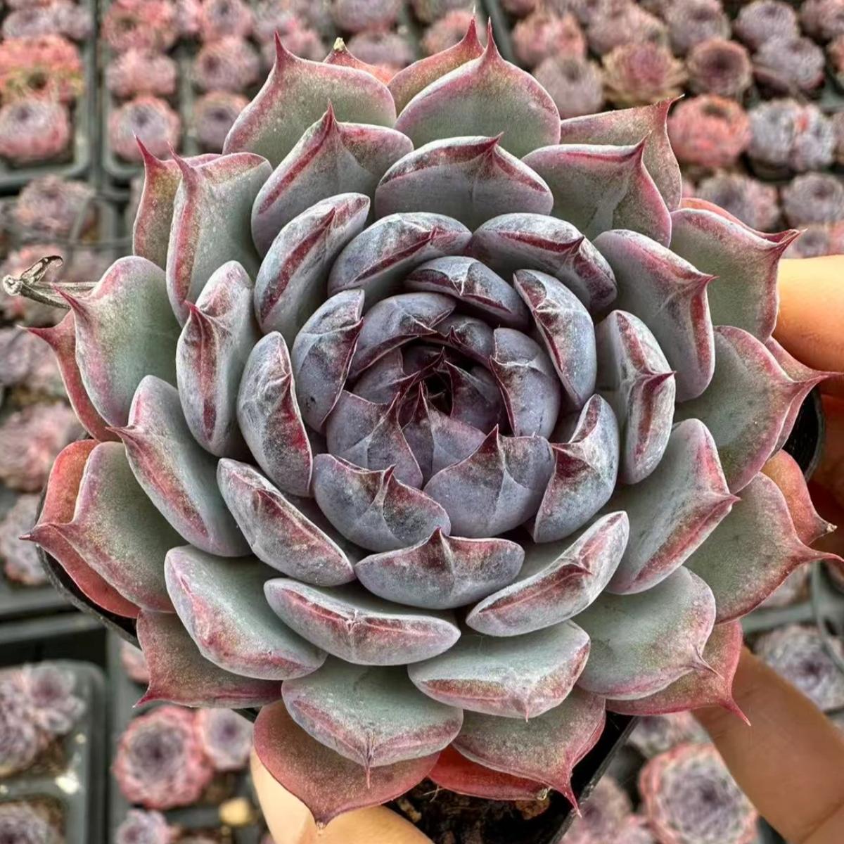 22631 Echeveria Blue Lover (7cm pot size)