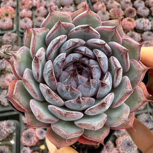 22631 Echeveria Blue Lover (7cm pot size)