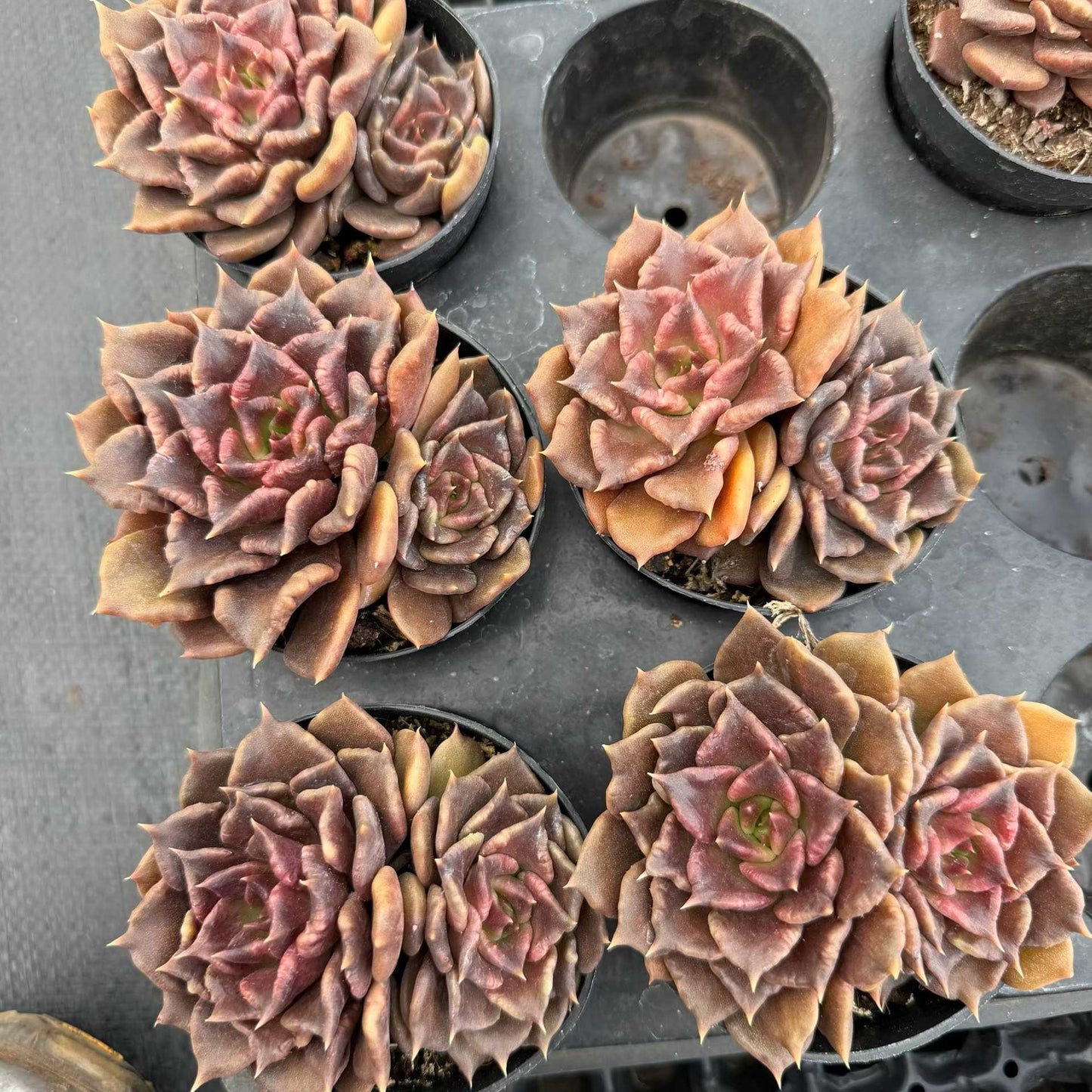 24749 Echeveria Black Madiba (9cm pot size)