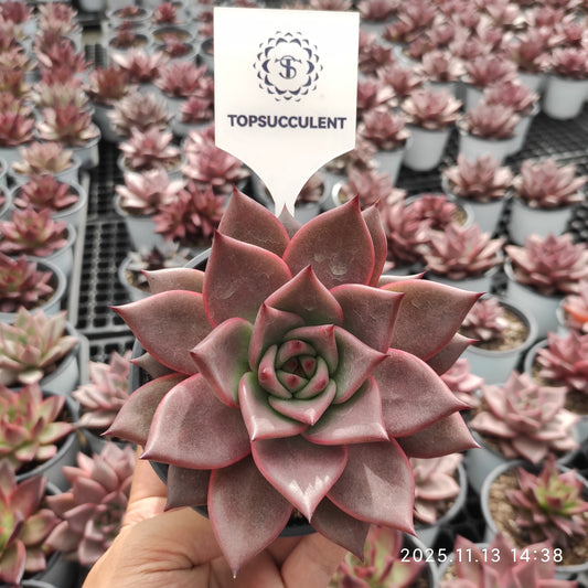 20854 Echeveria Romeo (12cm pot size)