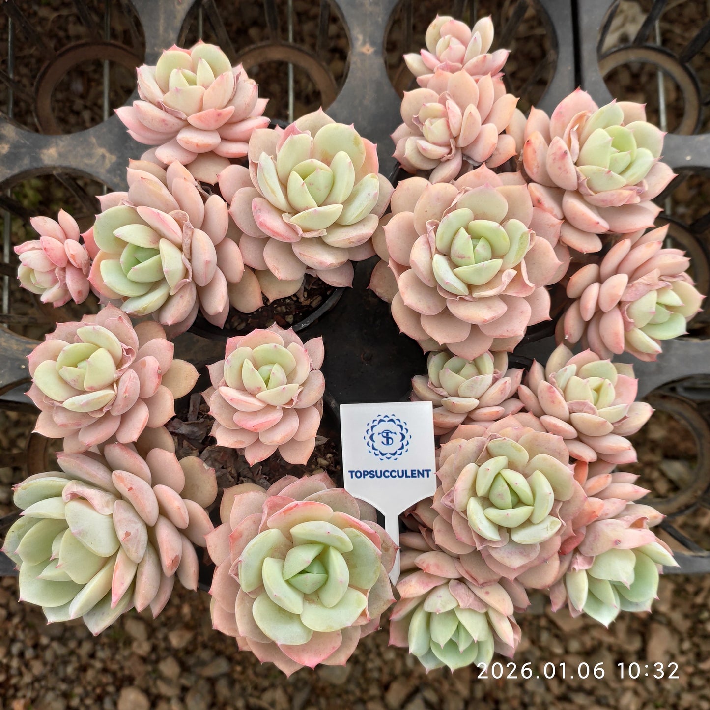24342 Echeveria Love Tune (9cm pot size)