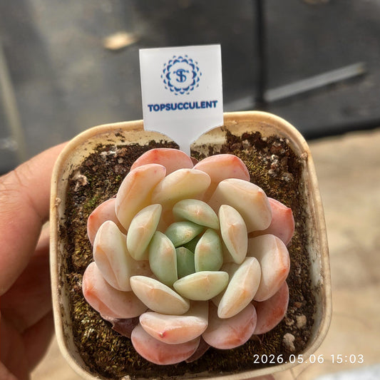 360146 Echeveria Monroe Boat (7cm pot size)