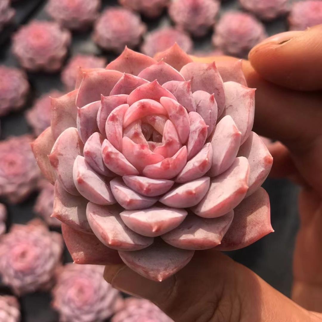 23897 Echeveria Amazing Grace (5cm pot size)