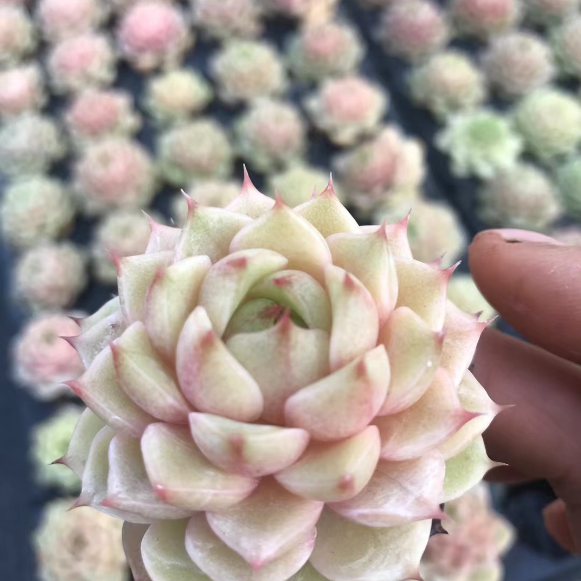 23896 Echeveria Benbadis (5cm pot size)