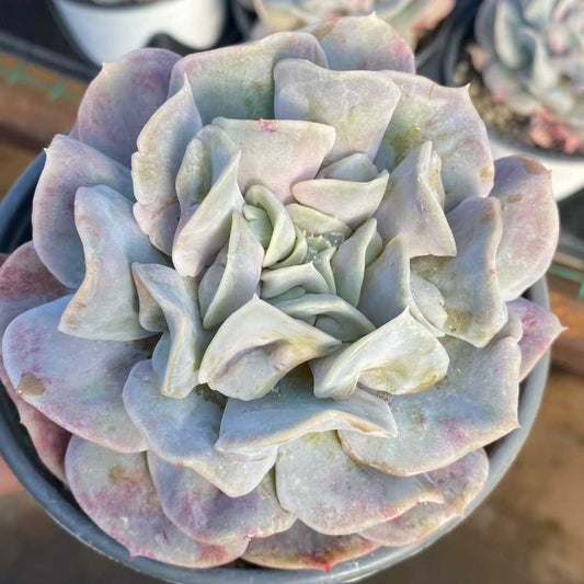 21923 Echeveria Cloud Fairy (12.5cm pot size)