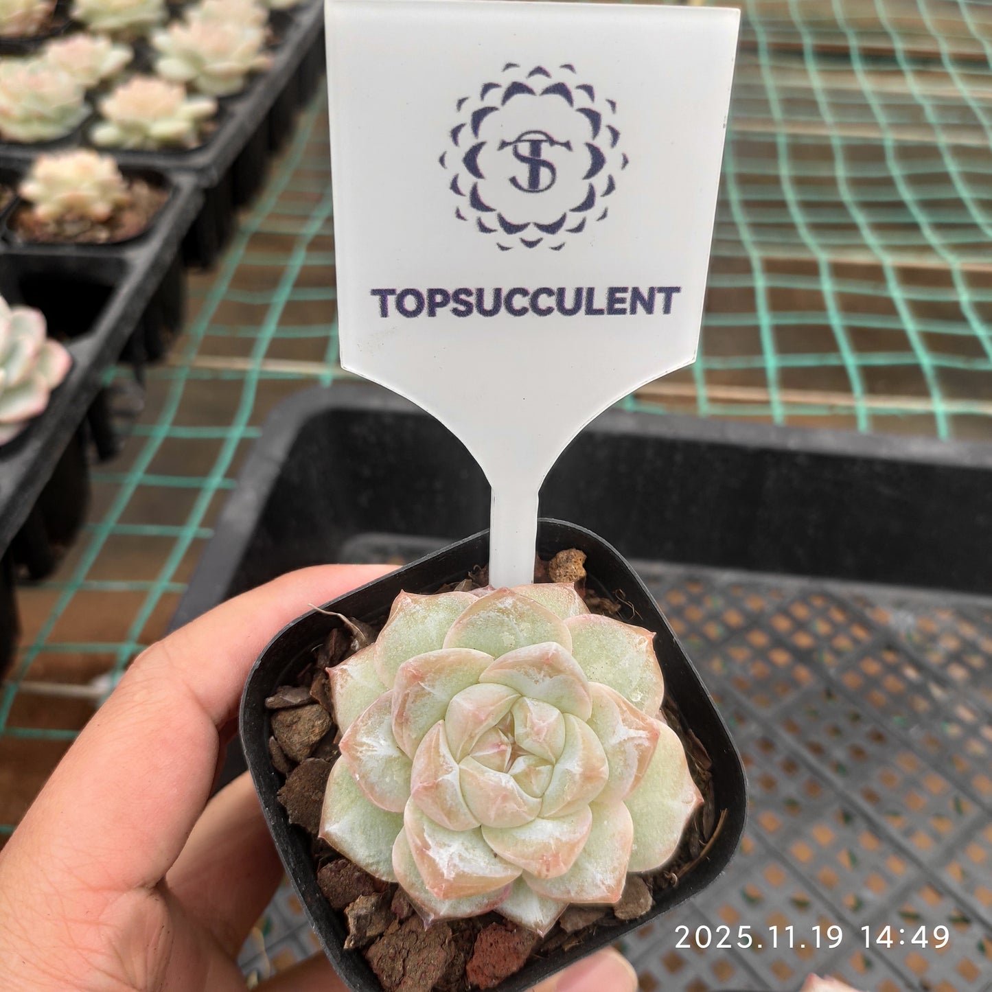 22715 Echeveria Pine Flower (6.3cm pot size)