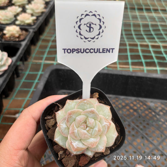 22715 Echeveria Pine Flower (6.3cm pot size)