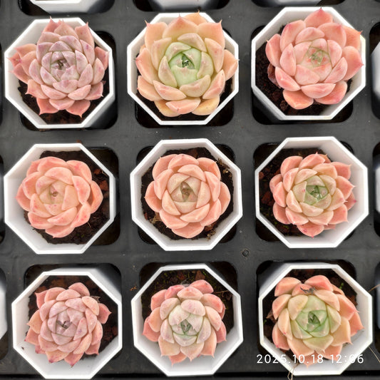 YBB265 Echeveria Helena Hyb(5.5cm pot size)