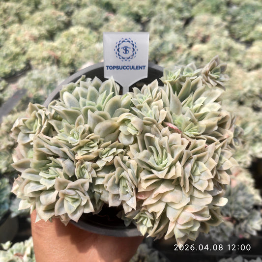 9251 Echeveria Violet Queen Variegated (9cm pot size)