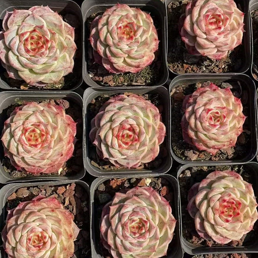 16746 Echeveria Red Velvet (7cm pot size)