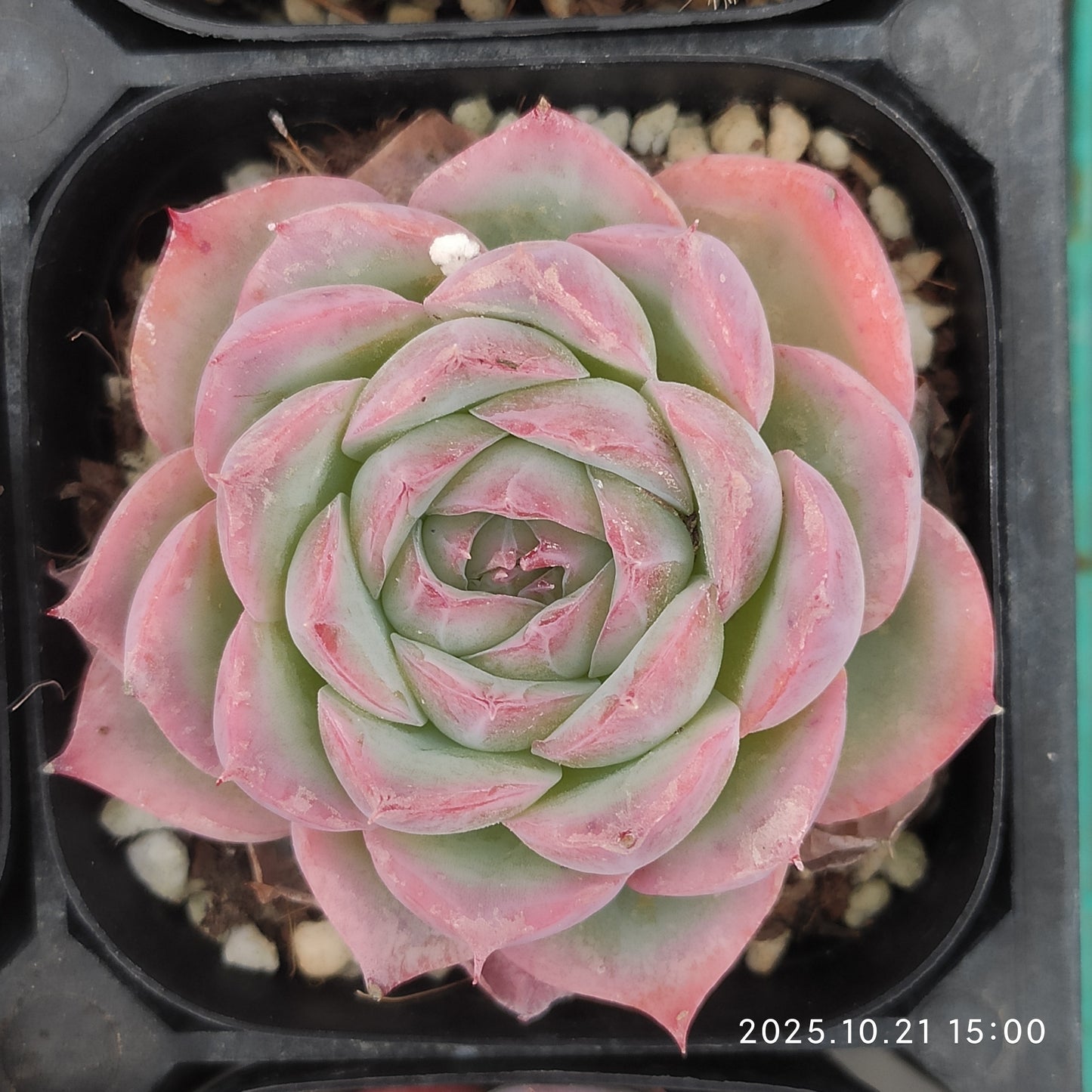 16017 Echeveria Silhouette (6.3cm pot size)
