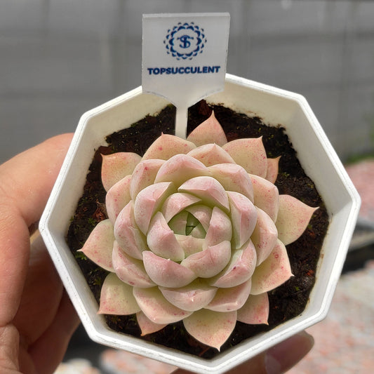 15336 Echeveria Queen of Peach (7cm pot size)