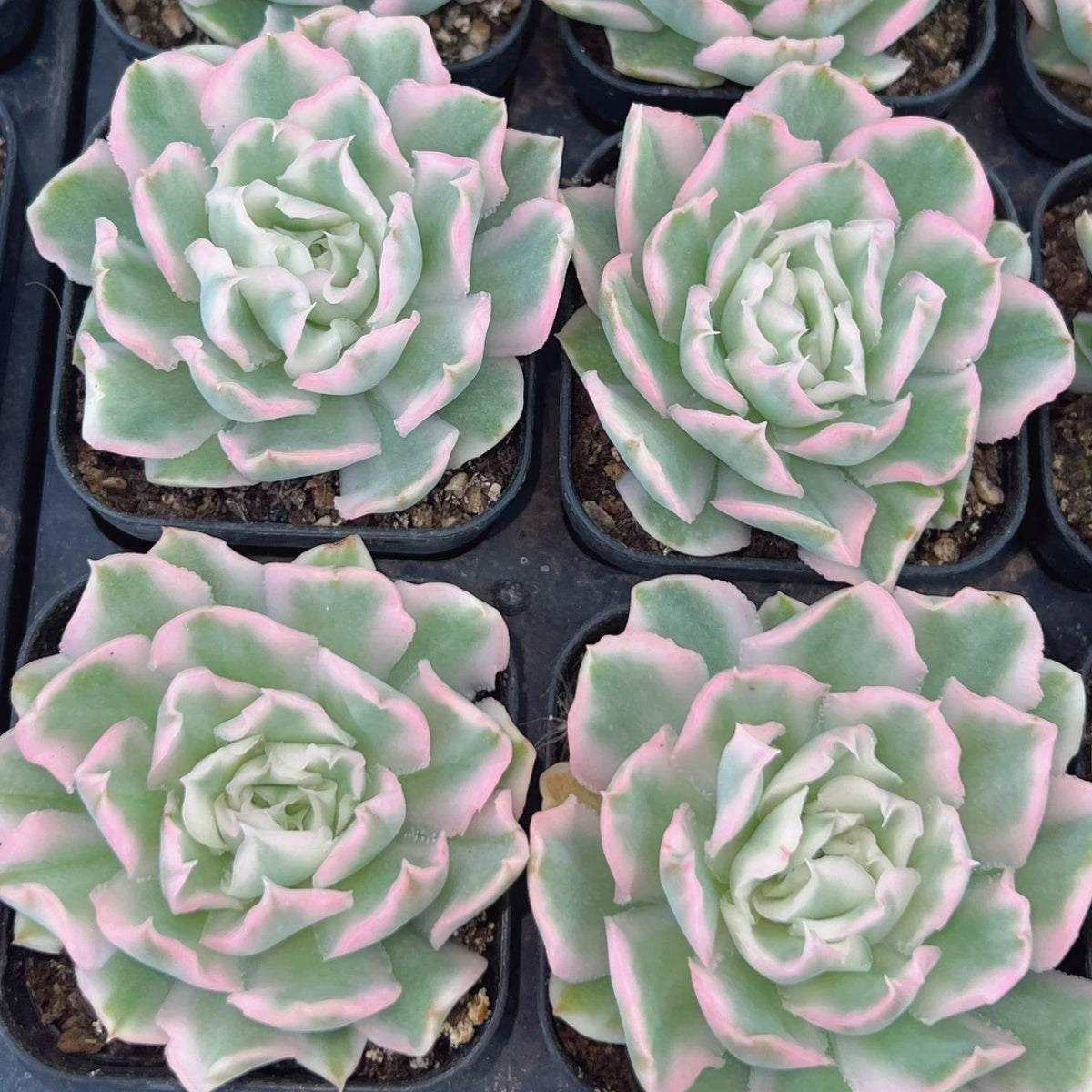 QNY136 Echeveria Purple Butterfly Variegated(6cm pot size)