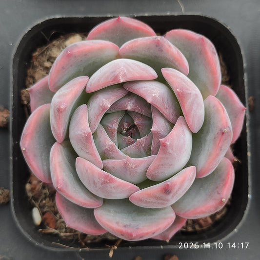 80560 Echeveria Canticle (6.5cm pot size)