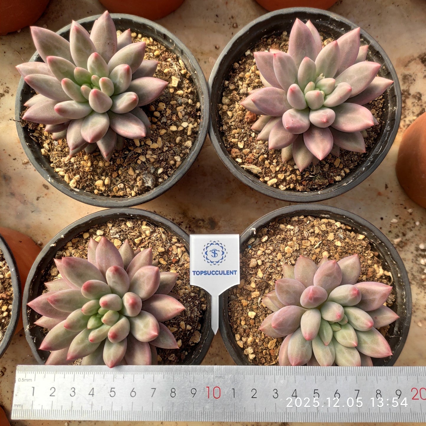 22088 Echeveria Angels Finger (12cm pot size)