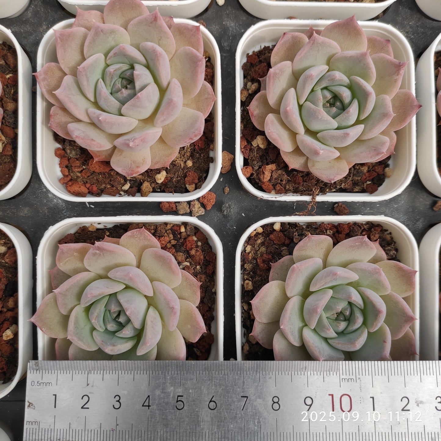 HG019 Echeveria Malgan x Madonna(7cm pot size)