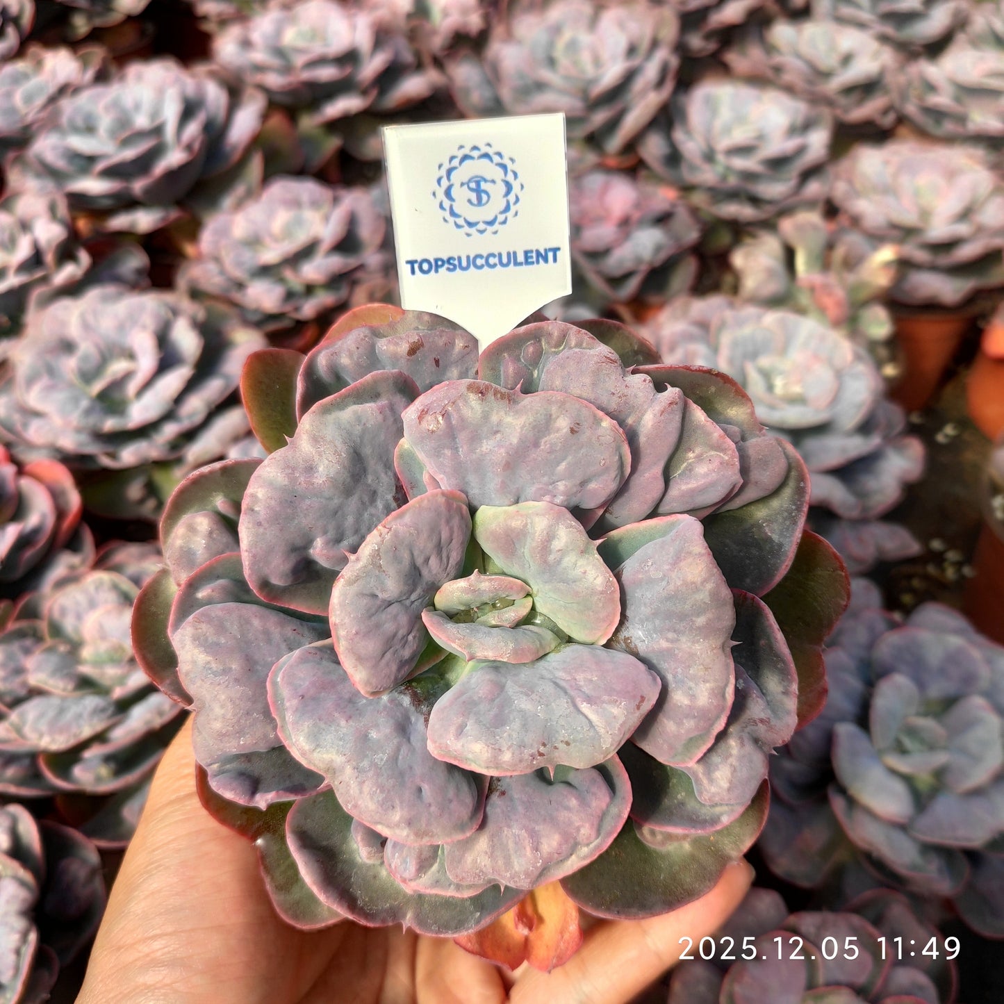 21676 Echeveria Heart Delight (12cm pot size)