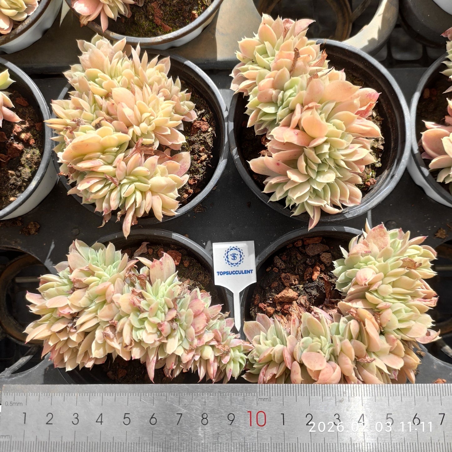 25603 Echeveria Lemon Rose Variegated Cristata (9cm pot size)