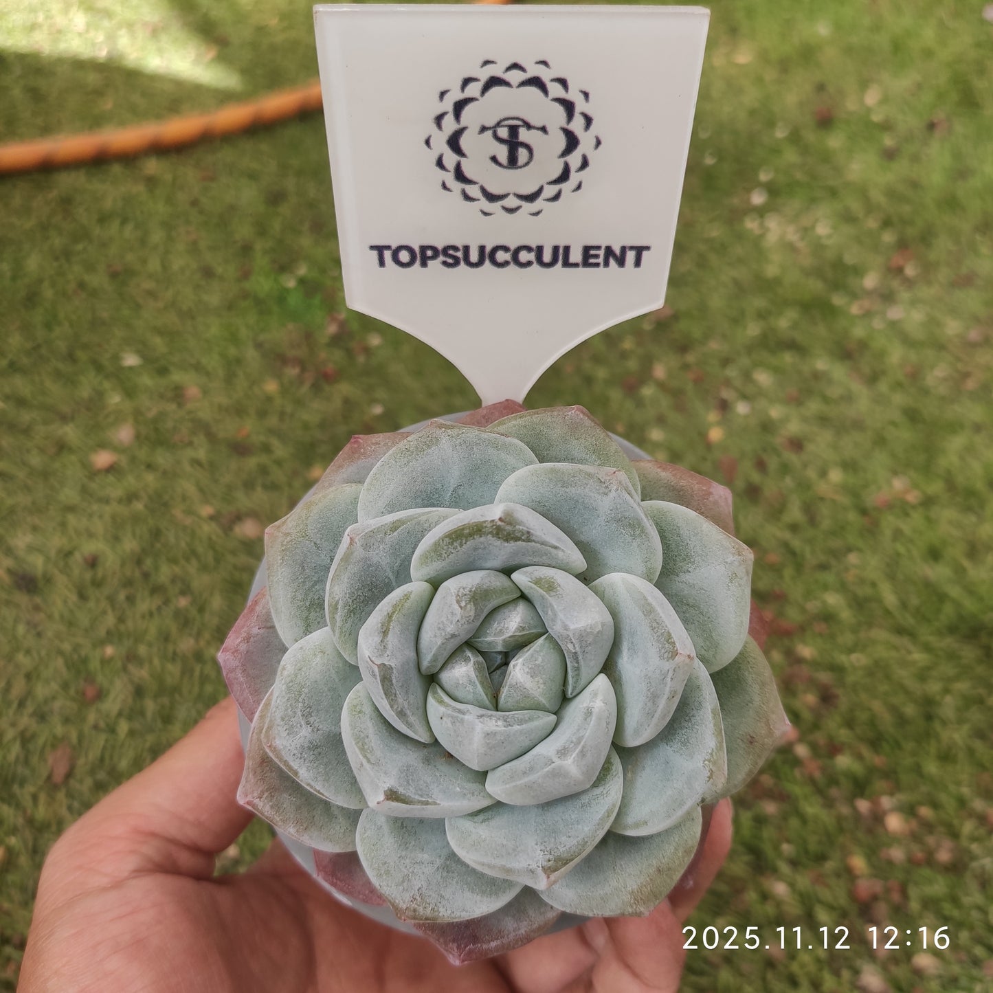 17454 Echeveria Ice Green (9cm pot size)