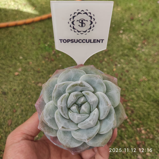 17454 Echeveria Ice Green (9cm pot size)