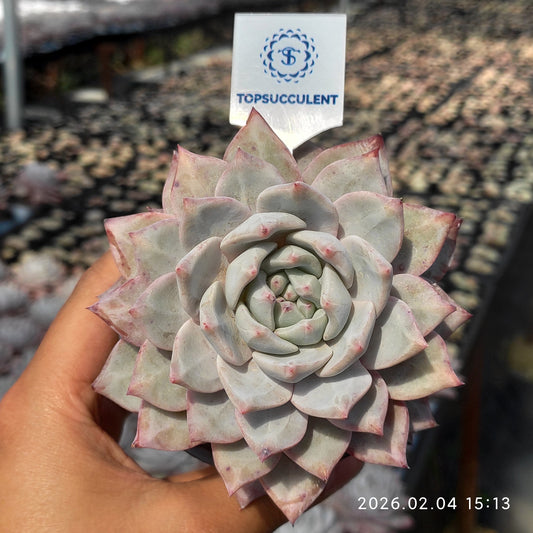 T3093 Echeveria Blue Bird (9cm pot size)