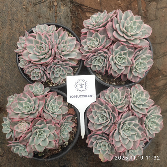 22695 Echeveria Peaches & Cream Variegated (9cm pot size)