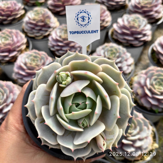 18835 Echeveria Lola (11cm pot size)