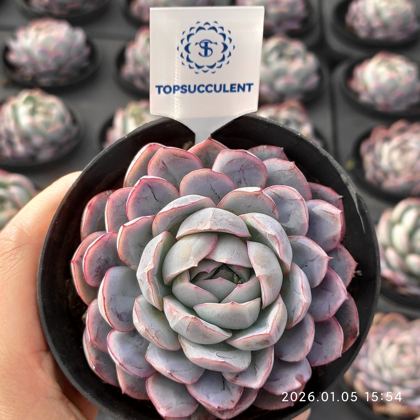 24528 Echeveria Ice Pure (10cm pot size)