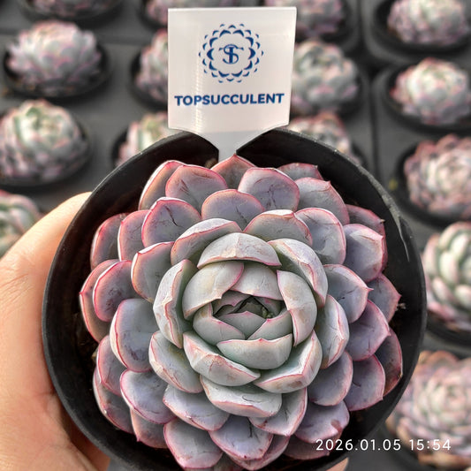 24528 Echeveria Ice Pure (10cm pot size)