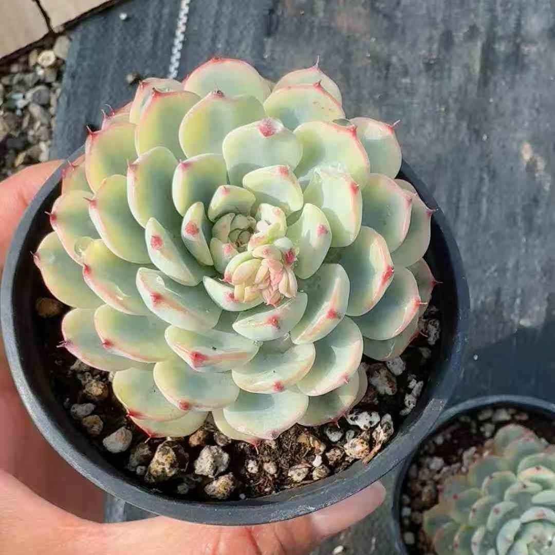 22560 Echeveria White Minima Variegated (9cm pot size)