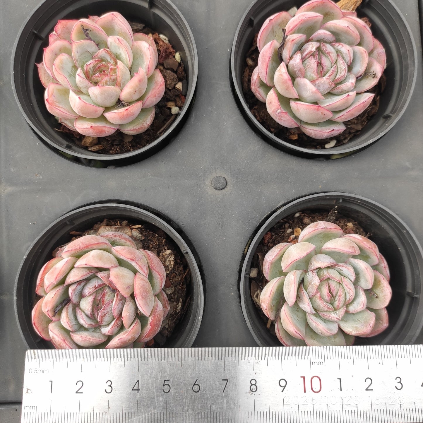 22213 Echeveria Black Queen (9cm pot size)