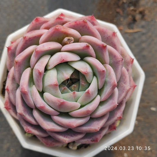 DWZ020 Echeveria Sanofi