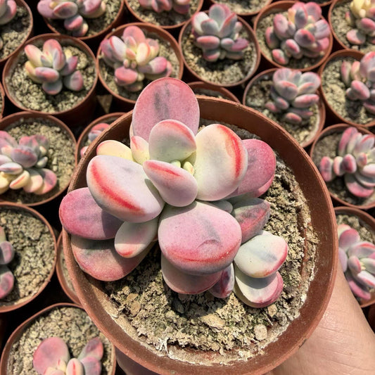 24947 Echeveria Orbiculata Variegated (9cm pot size)