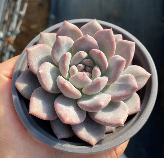 BL751 Echeveria Ariel