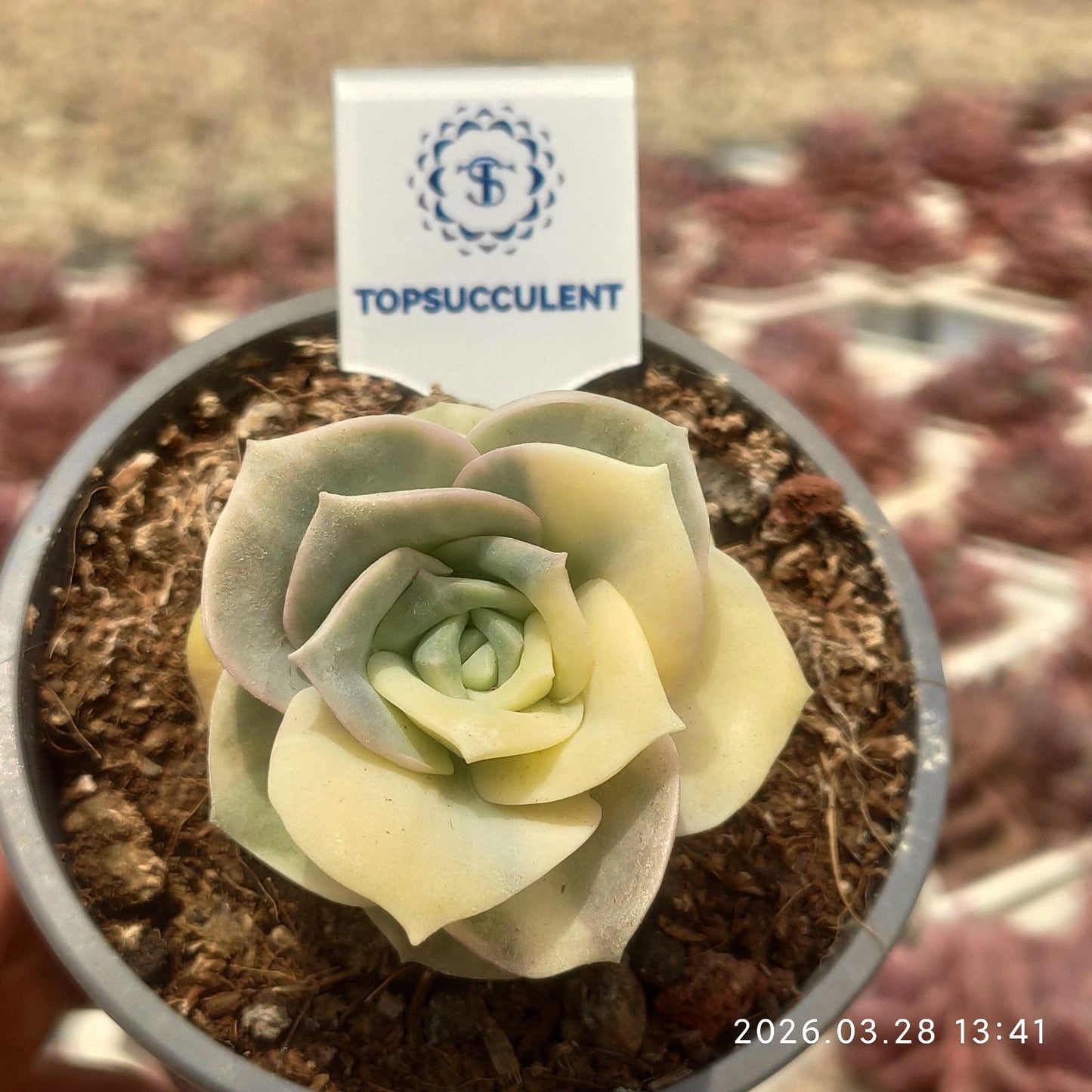 360880 Echeveria Lovely Rose Variegated (9cm pot size)