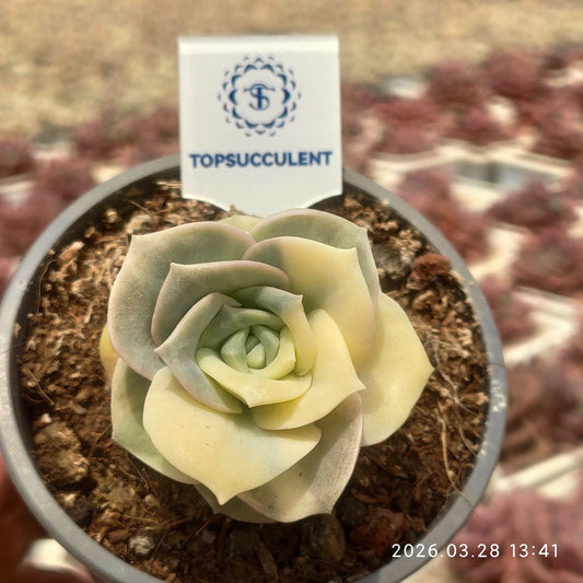 360880 Echeveria Lovely Rose Variegated (9cm pot size)