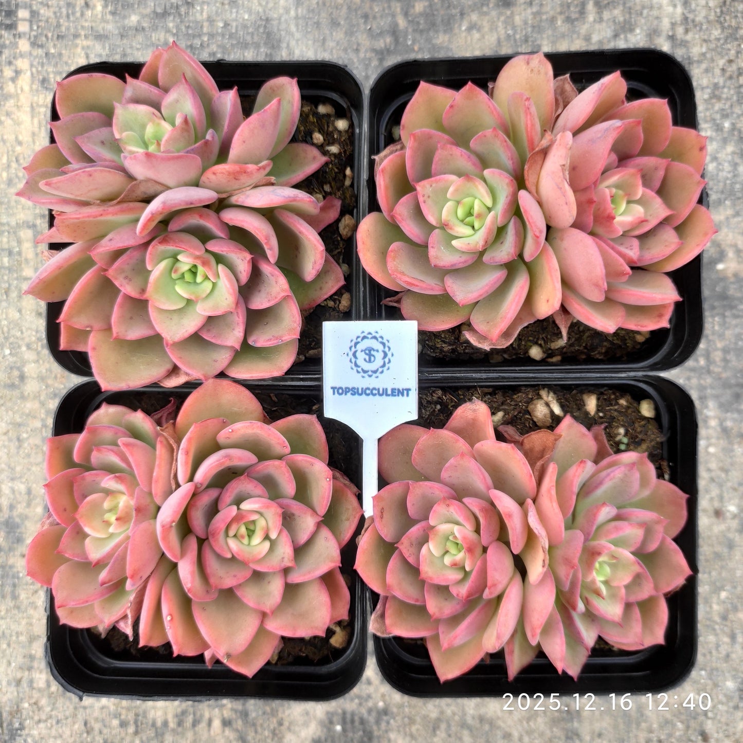 23685 Echeveria Novel (7cm pot size)