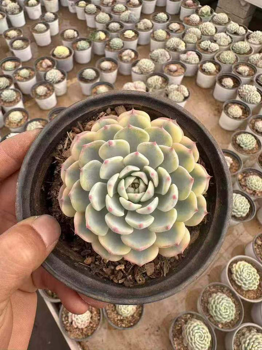 T26581 Echeveria White Minima Variegated (11cm pot size)