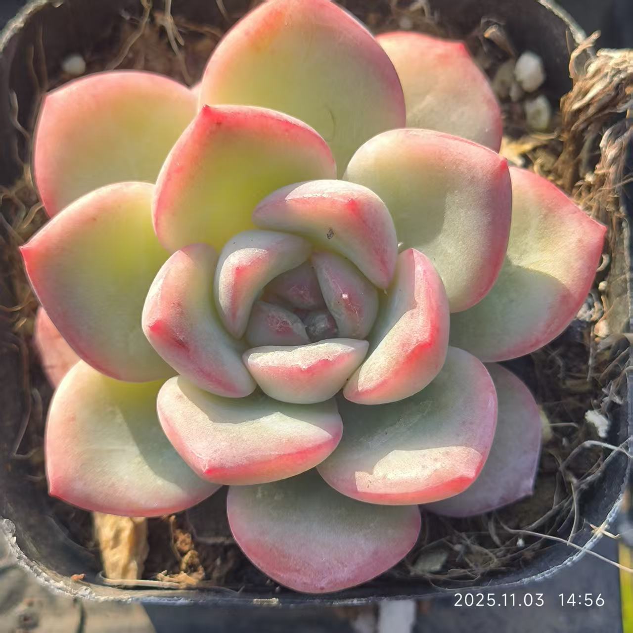 2816 Echeveria Amabille (6cm pot size)