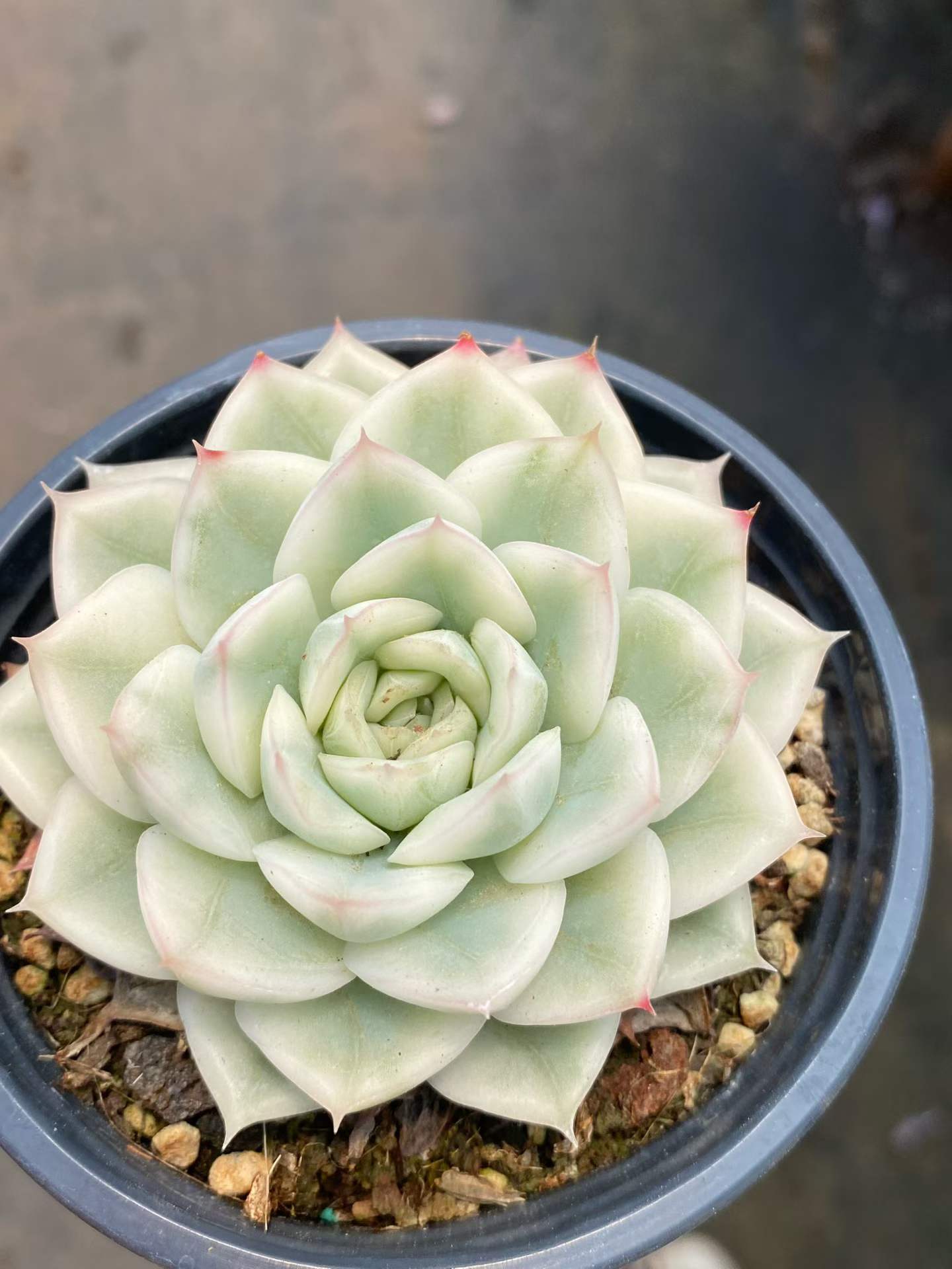 15439 Echeveria Moon Fairy Variegated (9cm pot size)