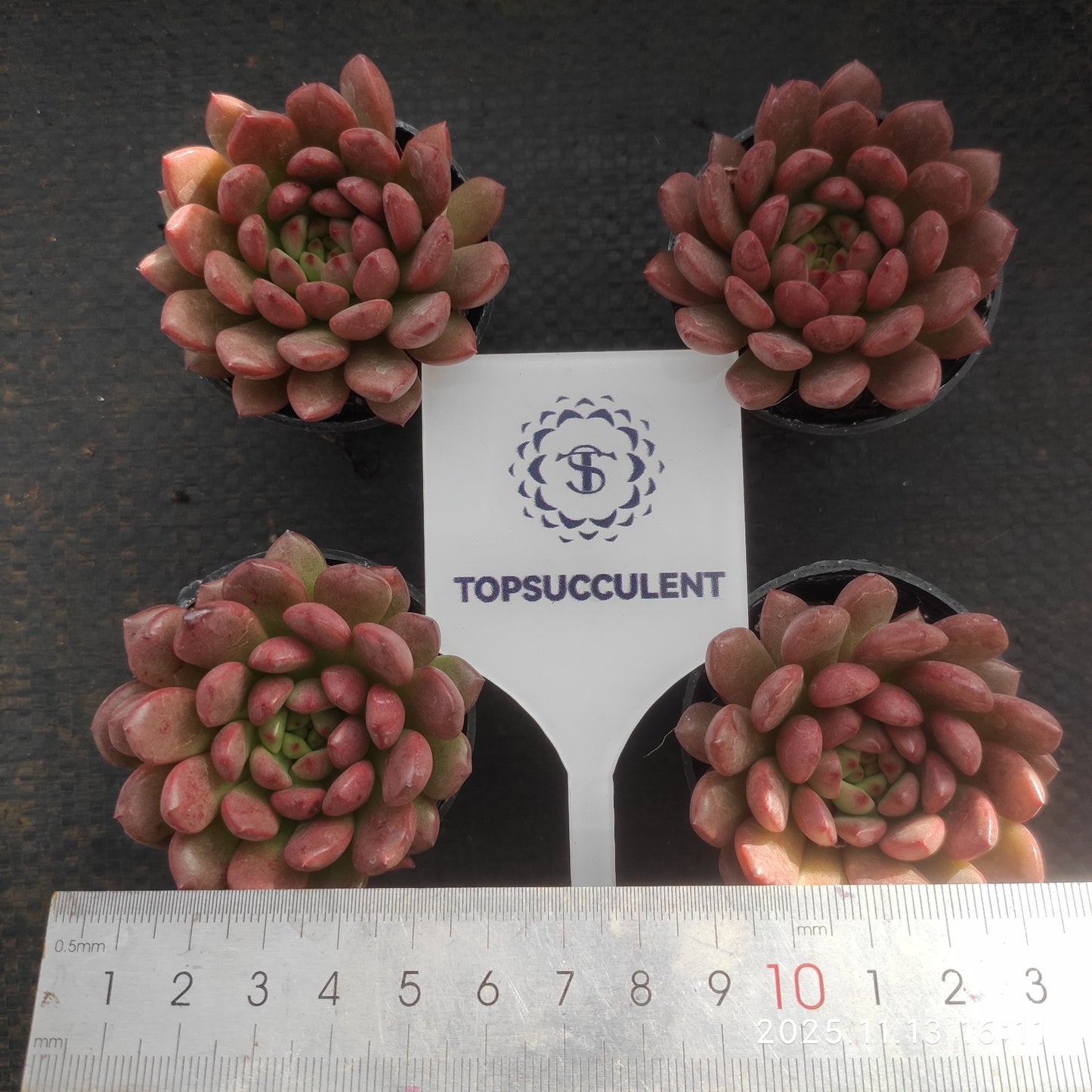 0766 Echeveria Pink Rubby (5.5cm pot size)