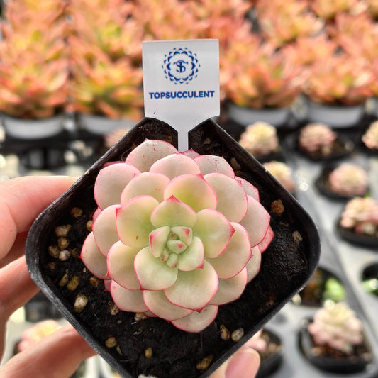 24510 Echeveria Tango Variegated (7cm pot size)