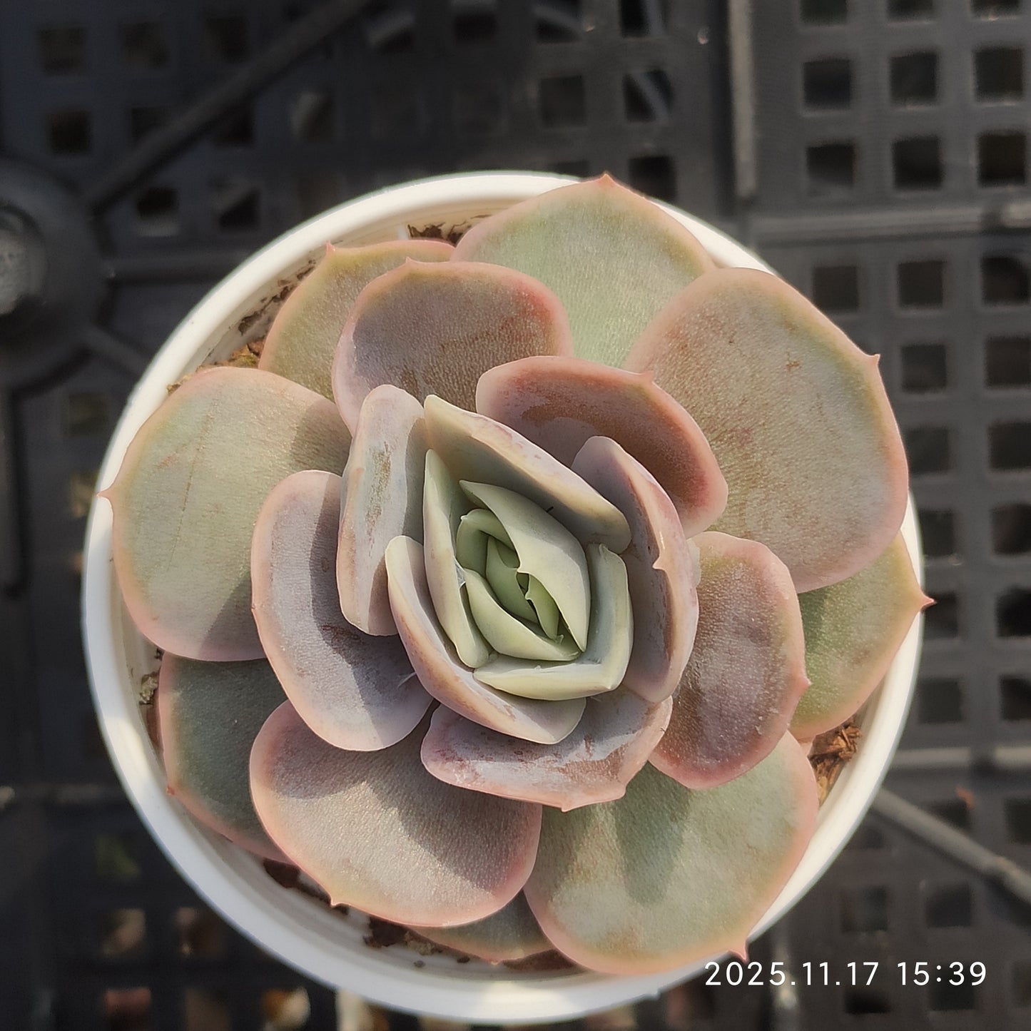 11551 Echeveria Blue Surprise (5.5cm pot size)