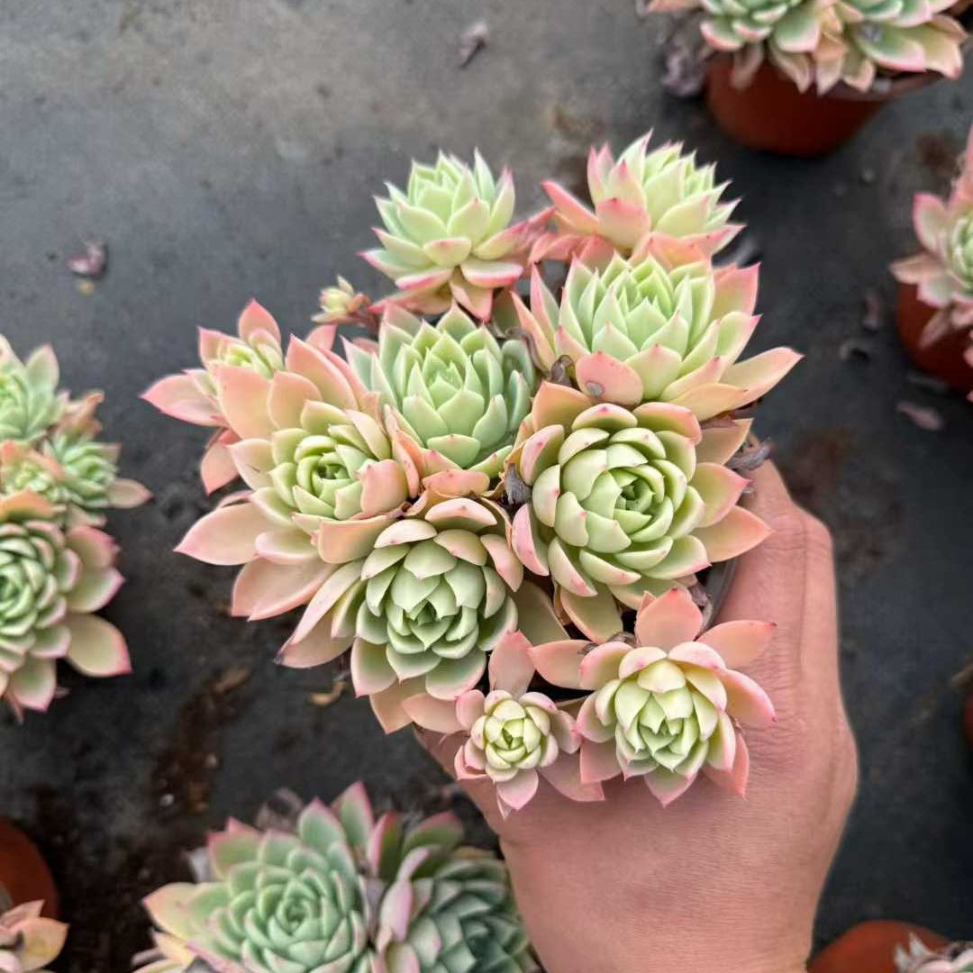 23991 Echeveria Pansy (12cm pot size)