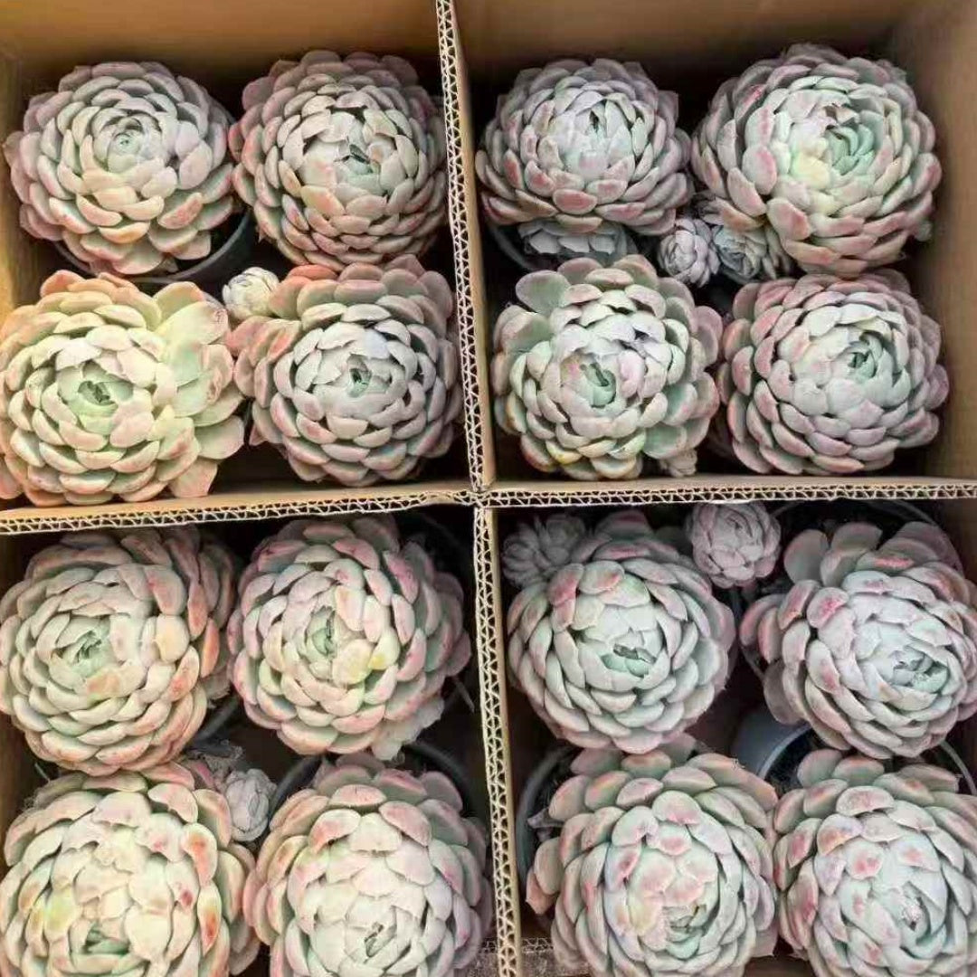 24057 Echeveria Snow Ball (12cm pot size)